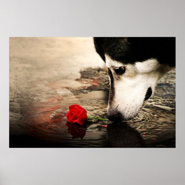 Póster Cachorro e Rosa vermelha curiosos (Frente)