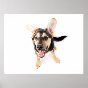 Poster Cachorro engraçado