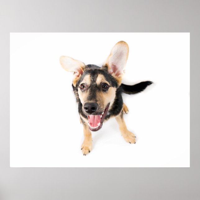Poster Cachorro engraçado (Frente)
