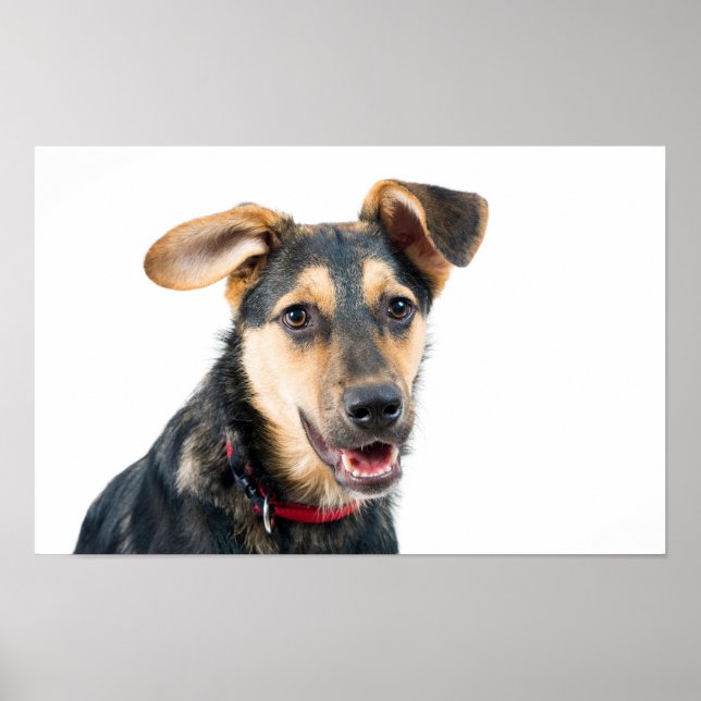 Poster Cachorro engraçado filhote (Frente)