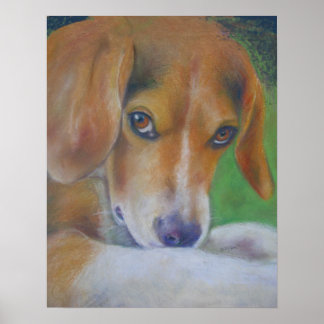 Póster Cachorro Esparvo: Olhos