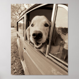 Poster Cachorro Fazendo uma Janela do Carro