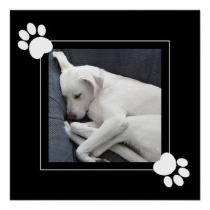 Póster Cachorro Fofo Foto Única 1 Patas Preto e Branco