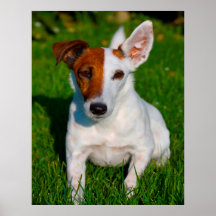 Cachorro Fox Terrier.