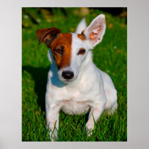 Poster Cachorro Fox Terrier.