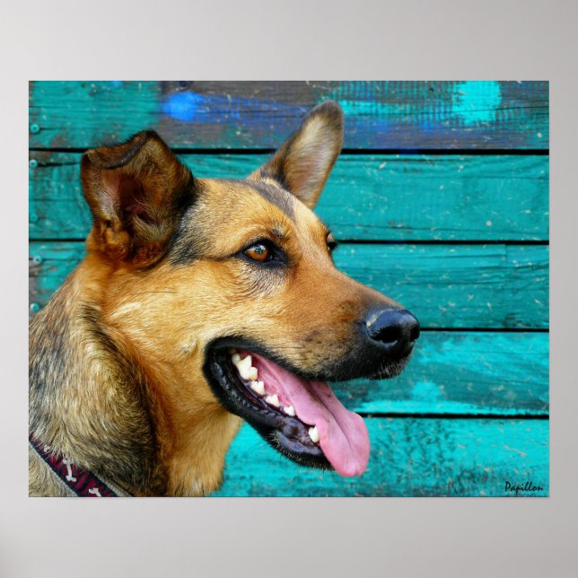 Poster Cachorro German shepherd Feliz (Frente)