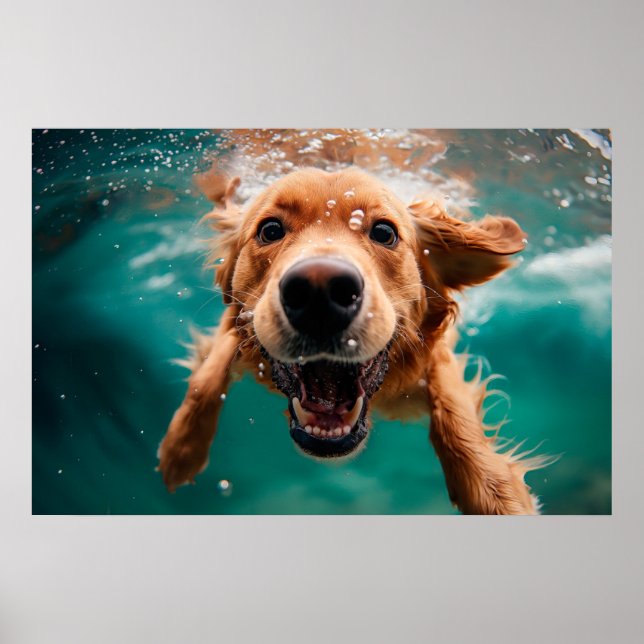 Poster Cachorro Golden Retriever Feliz Nadando Submerso (Frente)