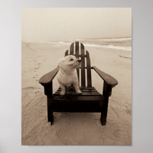 Poster Cachorro gostando da praia