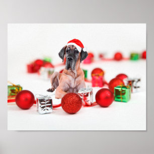 Póster Cachorro Great Dane Fofo Chapéu de Natal do Papai