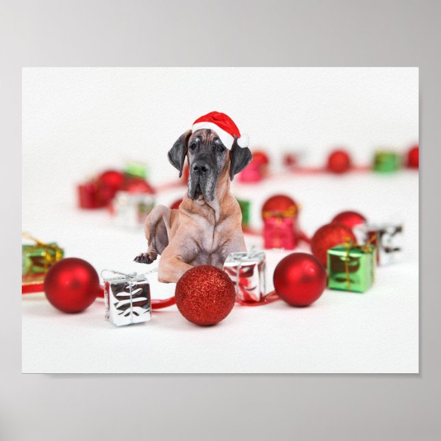Póster Cachorro Great Dane Fofo Chapéu de Natal do Papai  (Frente)