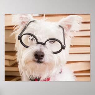 Póster Cachorro inteligente