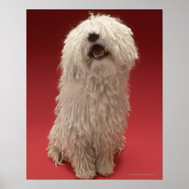Póster Cachorro Komondor Cute (Frente)