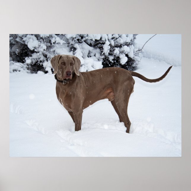 Póster Cachorro Macho Weimaraner No Inverno (Frente)