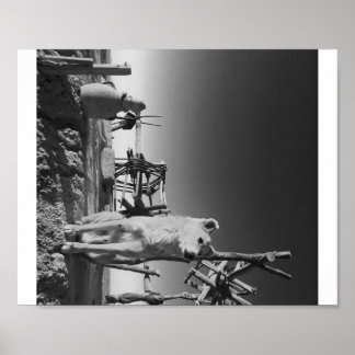 Poster Cachorro marroquino