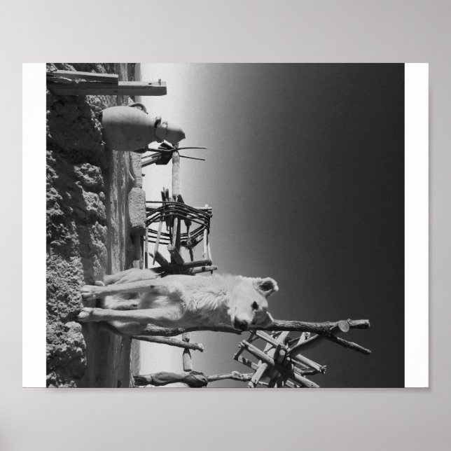 Poster Cachorro marroquino (Frente)