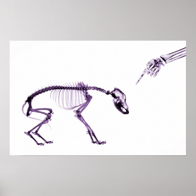 Póster Cachorro Mau Xray Skeleton Branco Puro (Frente)