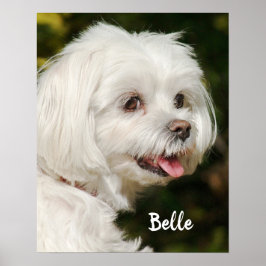 Poster Cachorro Mole Branco Personalizado Maltês