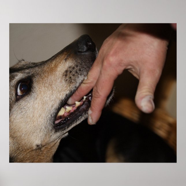 Póster Cachorro mordendo dedo (Frente)