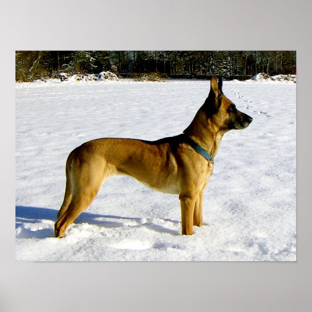 Póster Cachorro na neve (Frente)