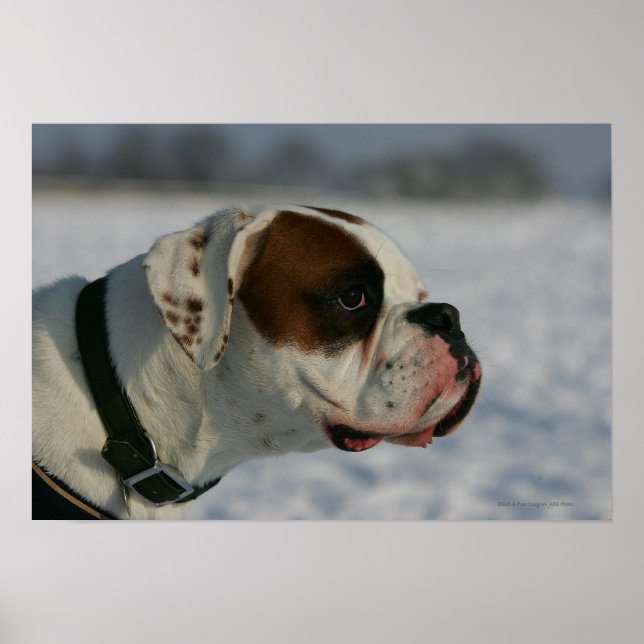 Poster Cachorro na neve (Frente)