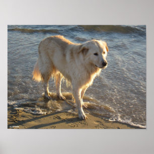 Poster Cachorro Na Praia