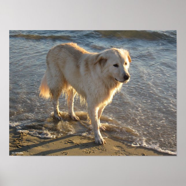 Poster Cachorro Na Praia (Frente)