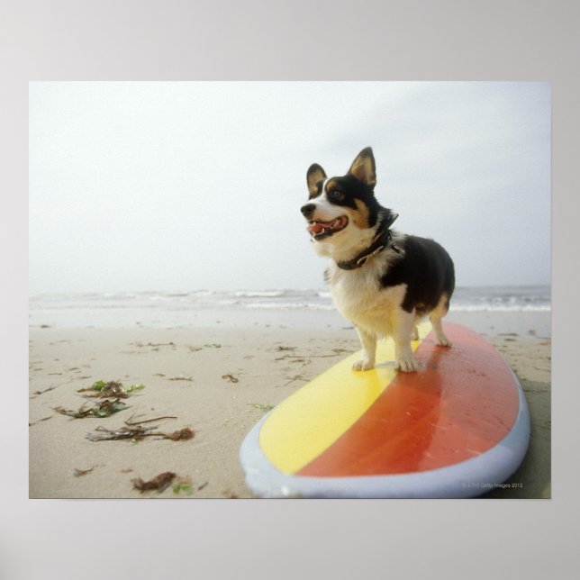 Póster Cachorro na prancha (Frente)