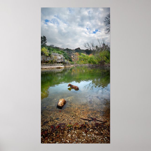 Poster Cachorro nadando em Barton Creek - Austin Texas (Frente)
