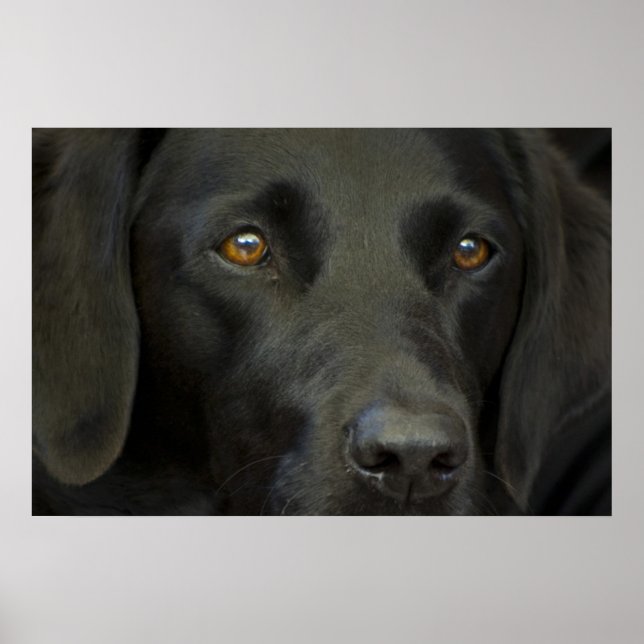 Poster Cachorro Negro Labrador (Frente)