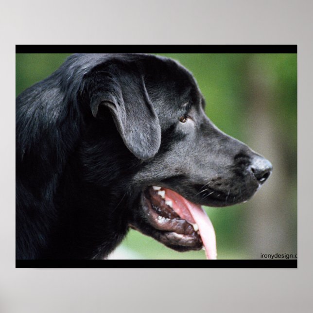 Póster Cachorro Negro Labrador (Frente)