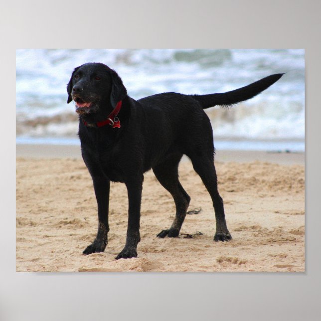 Poster Cachorro Negro Labrador (Frente)