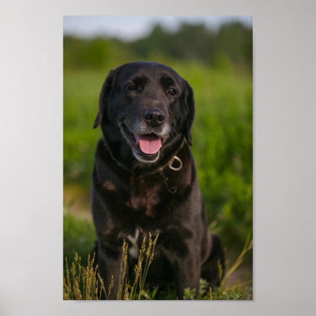 Poster Cachorro Negro-Labrador Cachorro-Bonito (Frente)