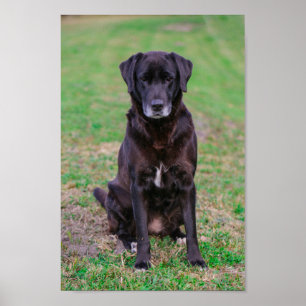 Poster Cachorro Negro-Labrador Cachorro-Bonito