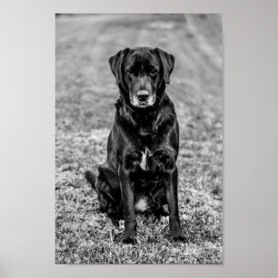 Poster Cachorro Negro-Labrador Cachorro-Bonito