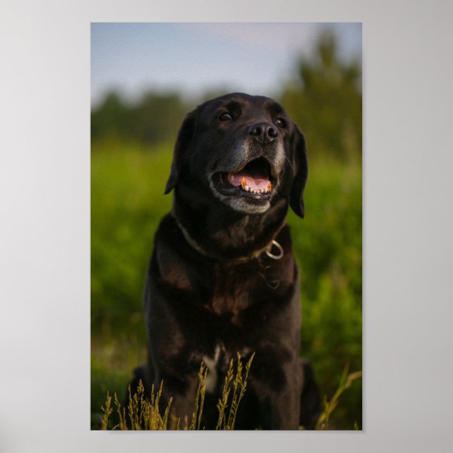 Poster Cachorro Negro-Labrador-Cachorro-Papota-Poster (Frente)