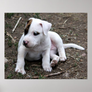 Póster Cachorro-pirado americano PItbull Terrier