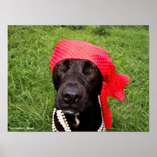 Poster Cachorro pirata, laboratório negro, grama verde-co