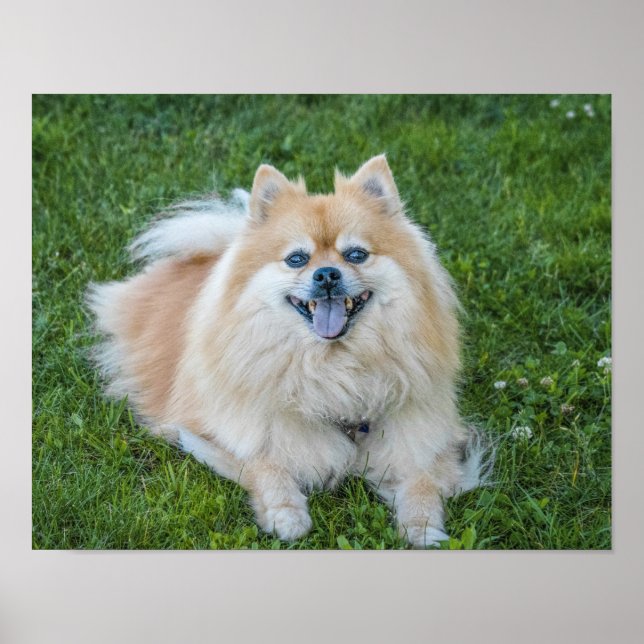 Poster Cachorro Pomerano de Creme na Grama (Frente)