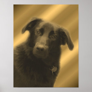 Póster Cachorro Preto