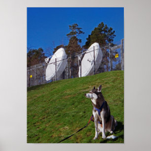 Poster Cachorro rastreador