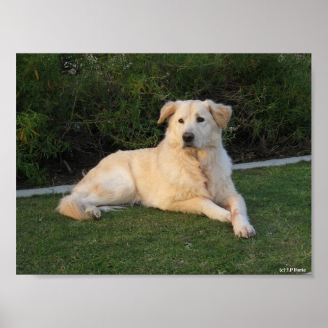 Poster Cachorro Relaxando (Frente)