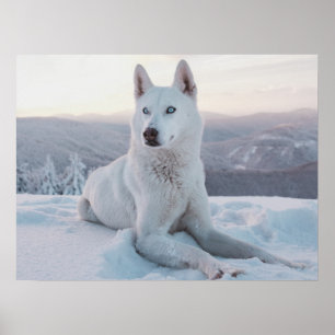 Poster Cachorro Rouco branco entortando na neve