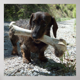 Poster Cachorro-salsicha