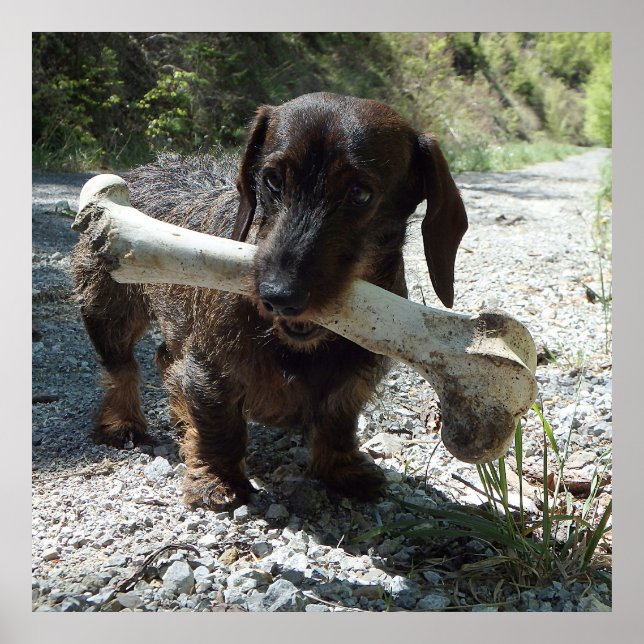 Poster Cachorro-salsicha (Frente)