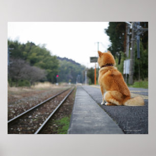 Poster Cachorro sentado na estação de trem