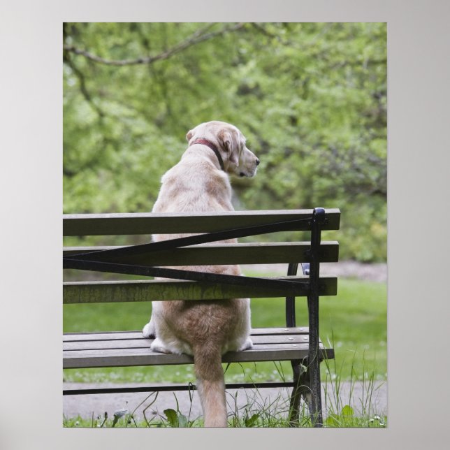 Poster Cachorro sentado no banco do parque (Frente)