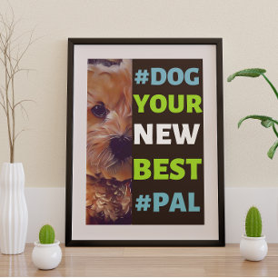 Poster #Cachorro, seu novo melhor #Pal...Cavapoo