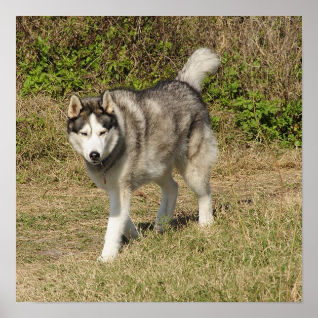 Poster Cachorro Siberian Husky (Frente)