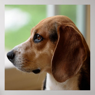 Poster Cachorro sonhando