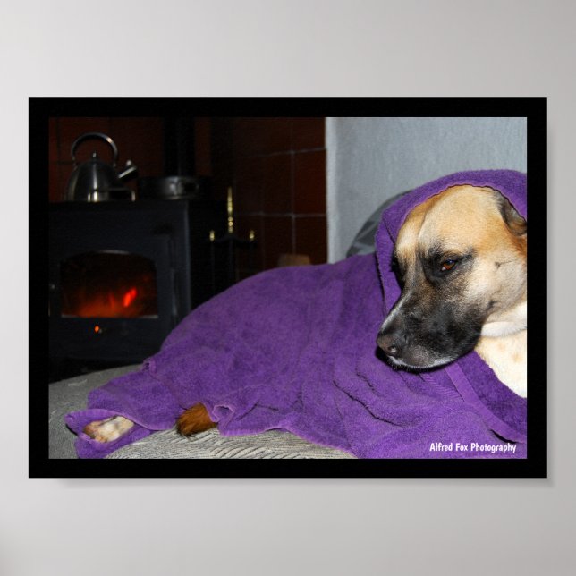 Poster Cachorro Sonolento junto à Lareira (Frente)